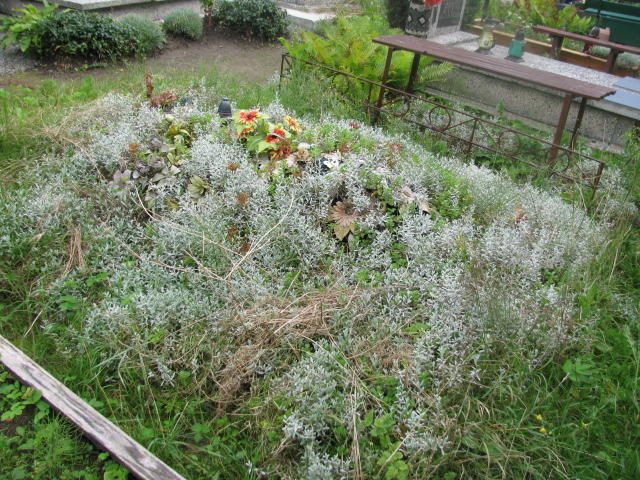 Teresa Orzechowska 1961 Dzierżoniów - Grobonet - Wyszukiwarka osób pochowanych